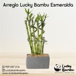arreglo lucky bambu esmeralda bamboo peru lima macetas regalos recuerdos corporativo