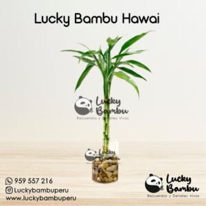 lucky bambu hawai bamboo peru lima macetas regalos recuerdos corporativo plantas bodas misa