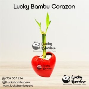 lucky bambu love bamboo peru lima macetas regalos recuerdos corporativo plantas bodas misa