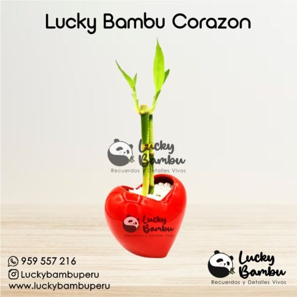 lucky bambu love bamboo peru lima macetas regalos recuerdos corporativo plantas bodas misa