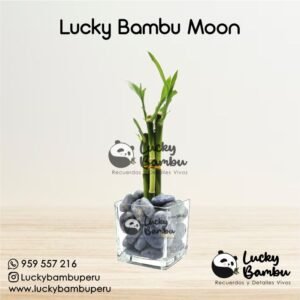 lucky bambu moon bamboo peru lima macetas regalos recuerdos corporativo plantas bodas misa