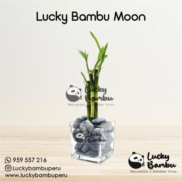 lucky bambu moon bamboo peru lima macetas regalos recuerdos corporativo plantas bodas misa