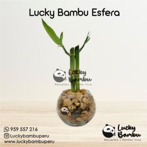 lucky bambu terranova bamboo peru lima macetas regalos recuerdos corporativo plantas bodas misa