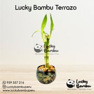 lucky bambu terrazo bamboo peru lima macetas regalos recuerdos corporativo plantas bodas misa
