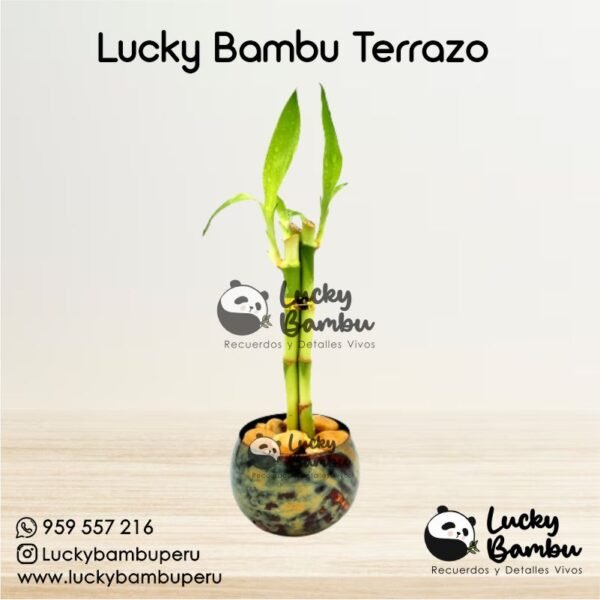 lucky bambu terrazo bamboo peru lima macetas regalos recuerdos corporativo plantas bodas misa